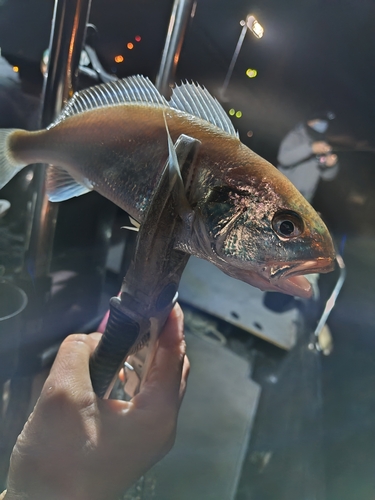箱崎埠頭で釣れたシログチの釣り・釣果情報 - アングラーズ