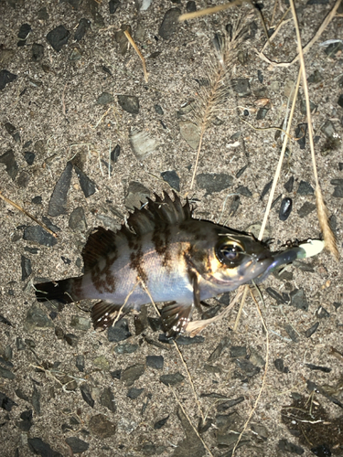 メバルの釣果