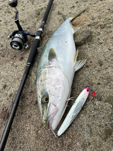 メジロの釣果