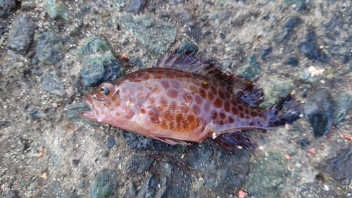 オオモンハタの釣果