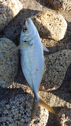 シマアジの釣果