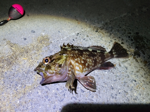 カサゴの釣果