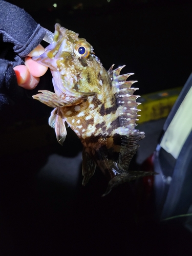 カサゴの釣果