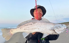 オオニベの釣果