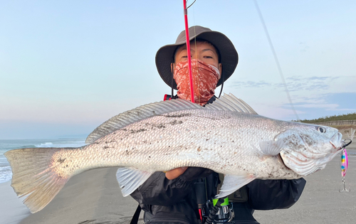 オオニベの釣果