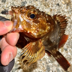 ガシラの釣果