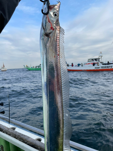 タチウオの釣果