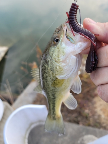 ブラックバスの釣果