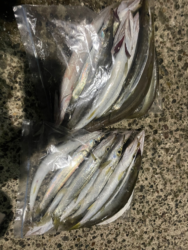 カマスの釣果