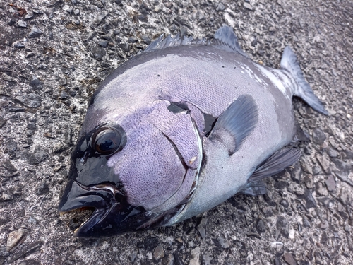 イシダイの釣果