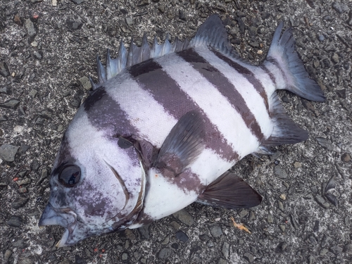 イシダイの釣果