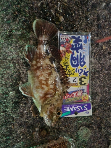 カサゴの釣果