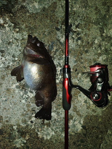 シロメバルの釣果