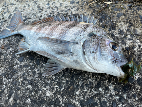 クロダイの釣果