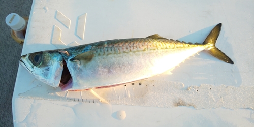 サバの釣果