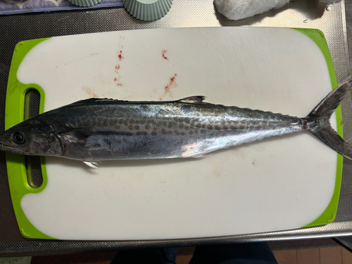 サゴシの釣果