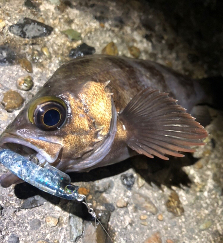 メバルの釣果