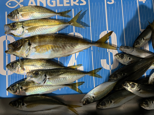 アジの釣果