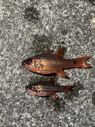 オオスジイシモチの釣果