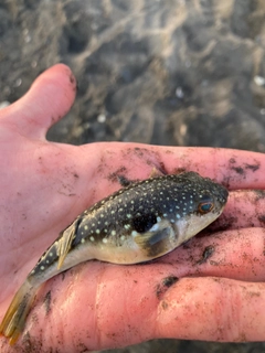 クサフグの釣果