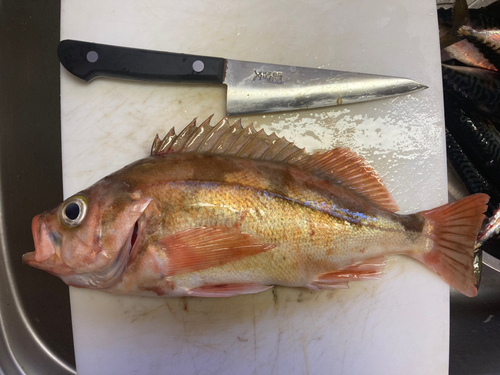 エゾメバルの釣果