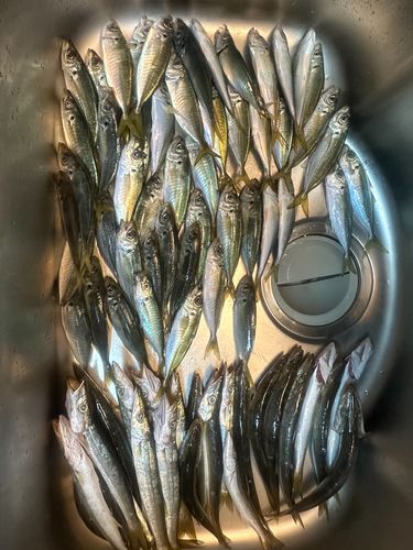 マアジの釣果