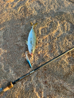 ワカシの釣果