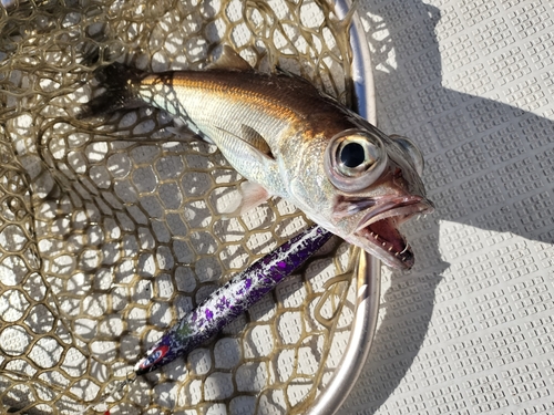 クロムツの釣果