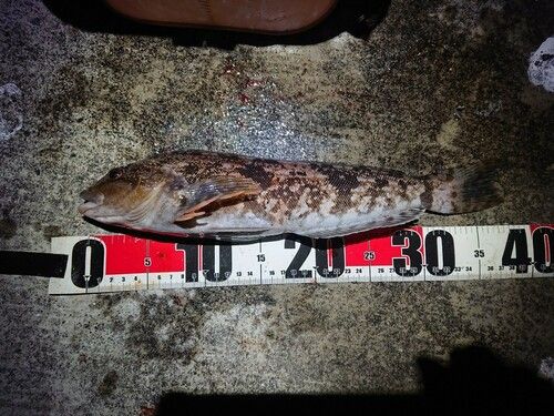 アイナメの釣果