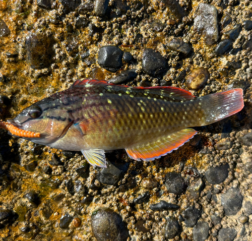 アカササノハベラの釣果