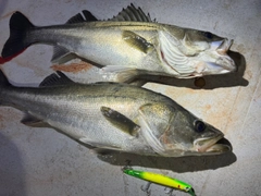 シーバスの釣果