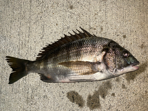 チヌの釣果