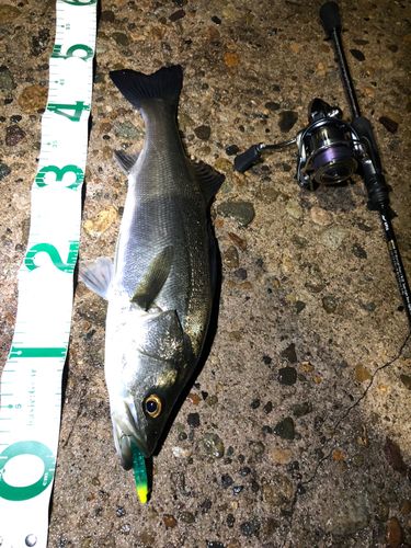 シーバスの釣果
