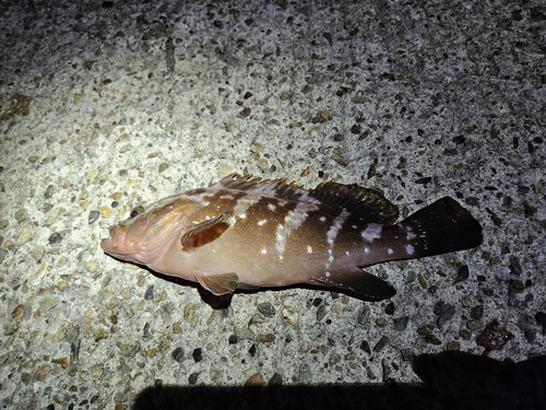 アコウの釣果