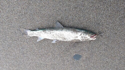 アメマスの釣果