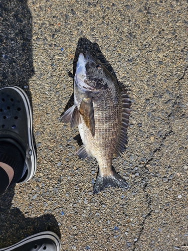 クロダイの釣果