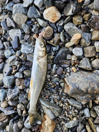 ウグイの釣果