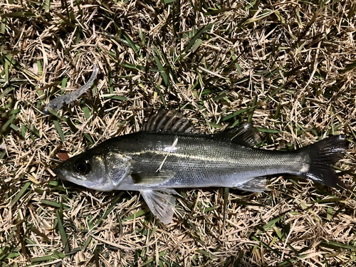 セイゴ（マルスズキ）の釣果