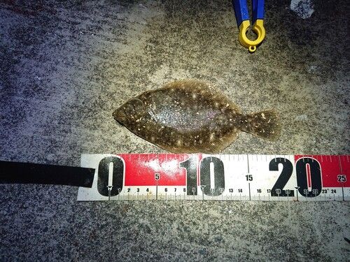 マコガレイの釣果