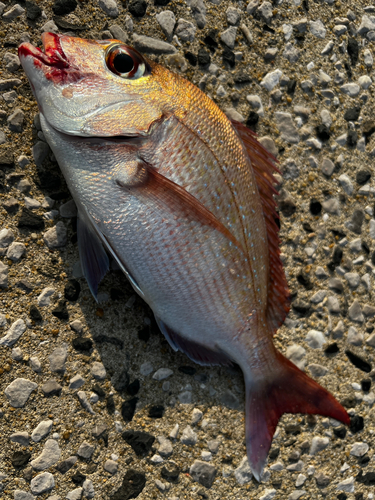 マダイの釣果