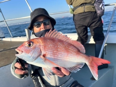 マダイの釣果