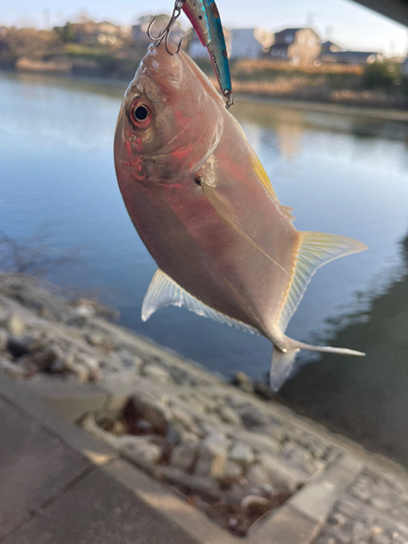 メッキの釣果