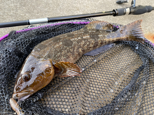 アイナメの釣果