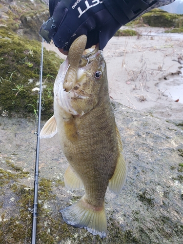 スモールマウスバスの釣果