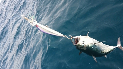 ソウダガツオの釣果