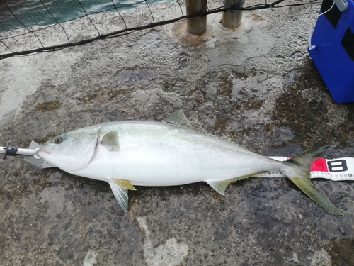 ブリの釣果