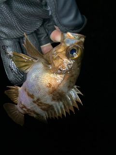 メバルの釣果