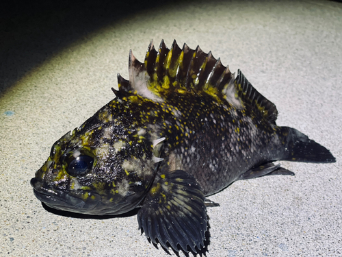 オウゴンムラソイの釣果