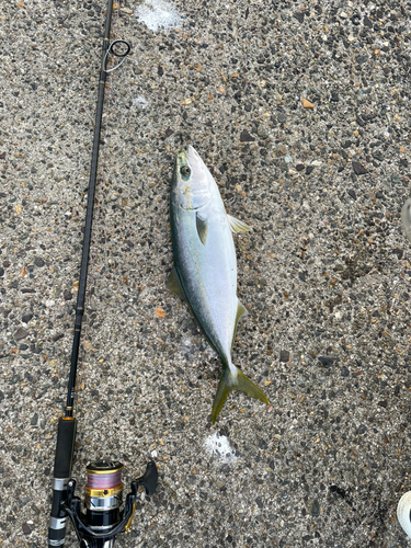 ハマチの釣果