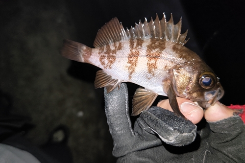 シロメバルの釣果